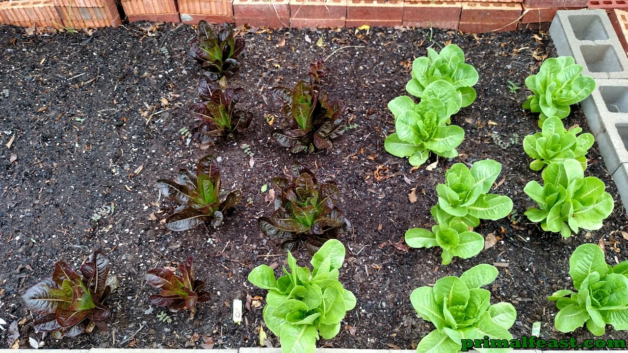 2015-1022-garden-3-004.jpg