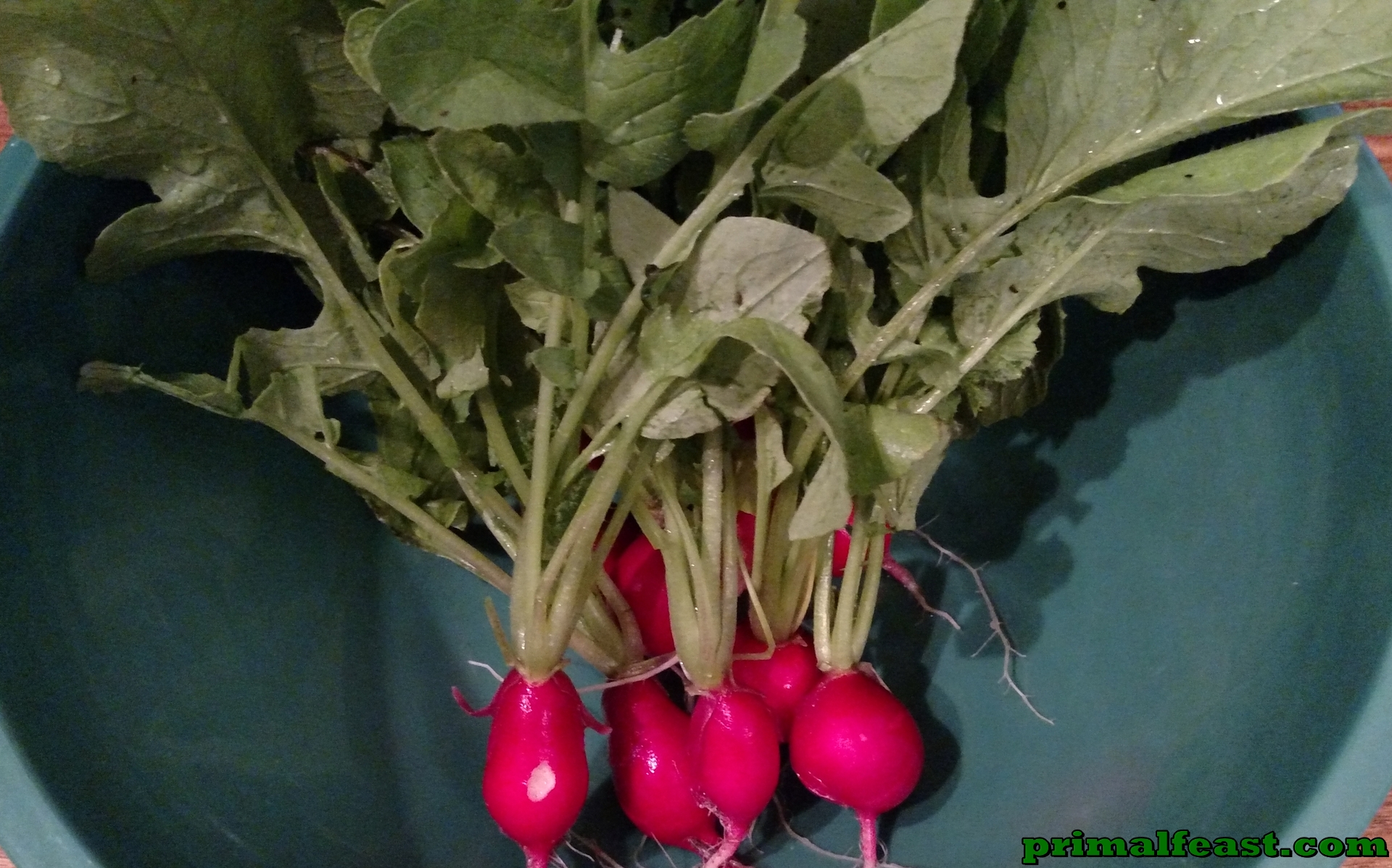 2015-1024-romaine-and-radish-004.jpg