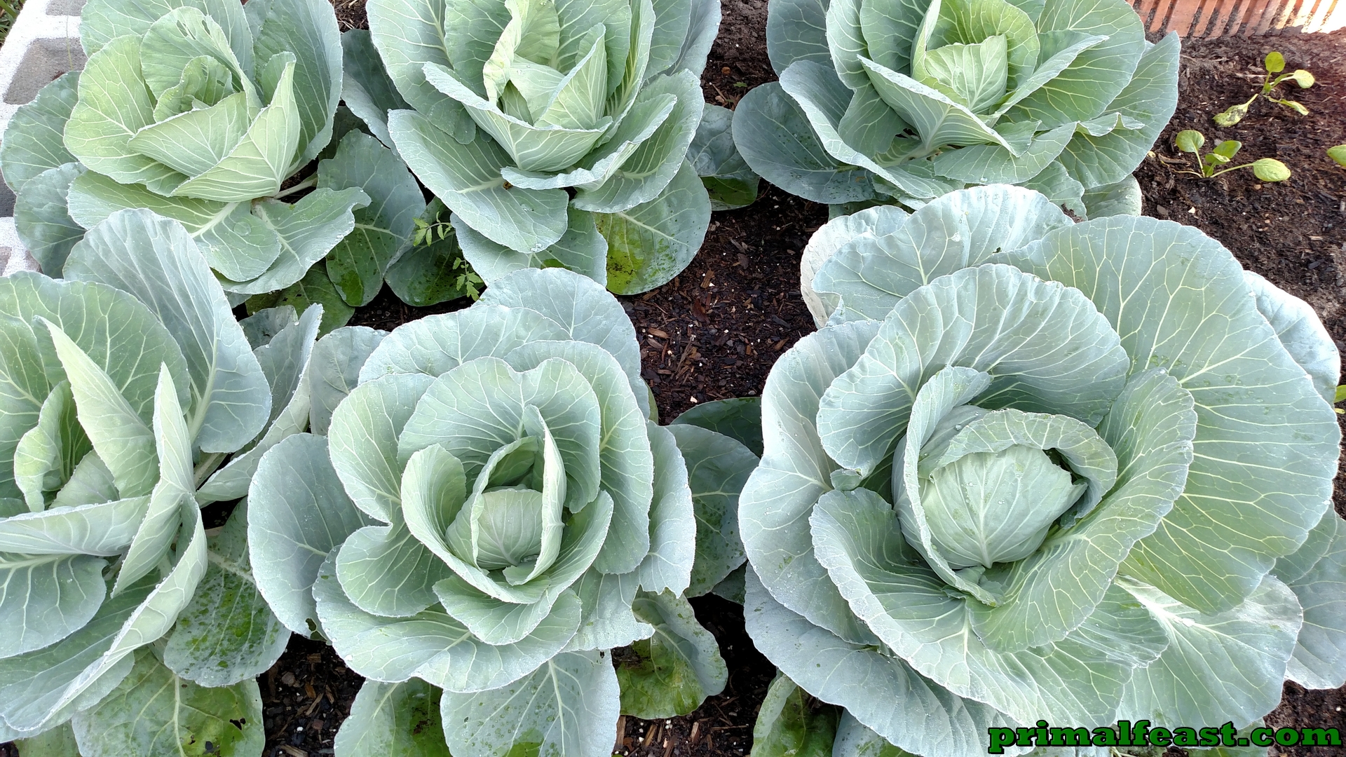 2015-1204-cabbage-garden-3-002.jpg