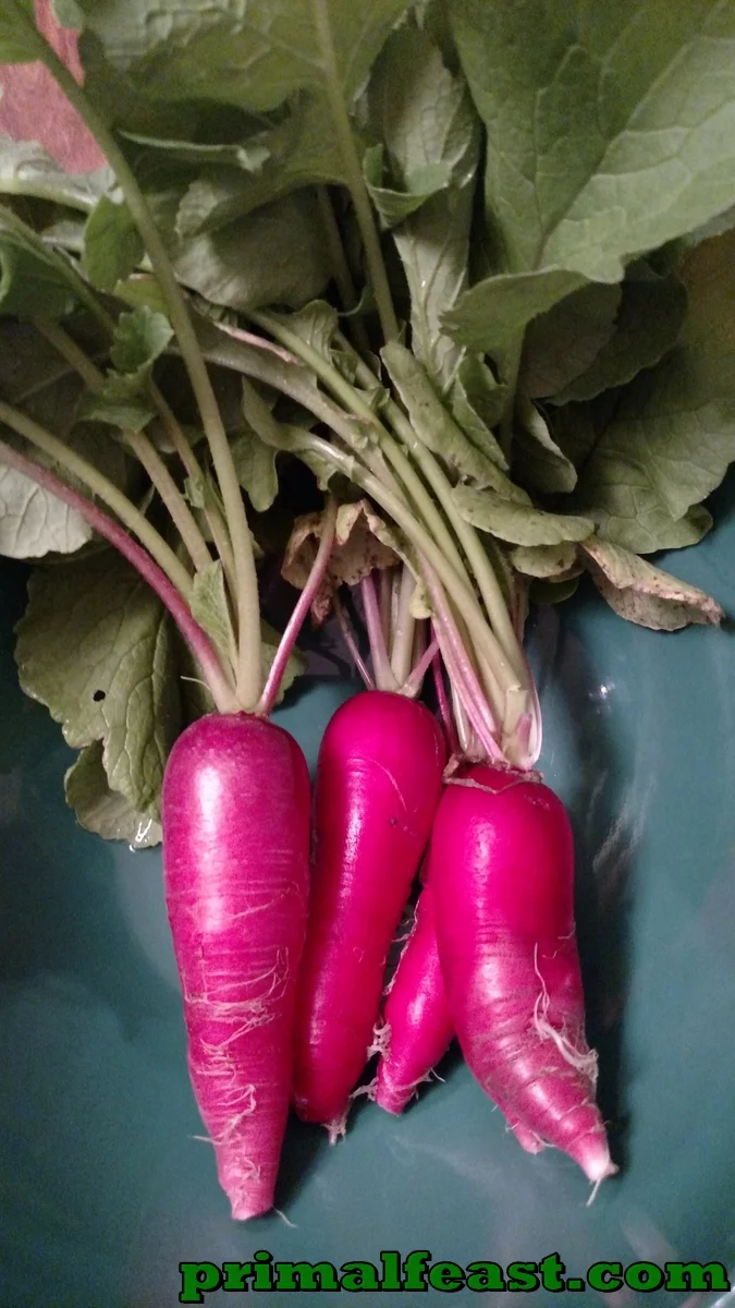2015-1204-heirloom-radish-006.jpg