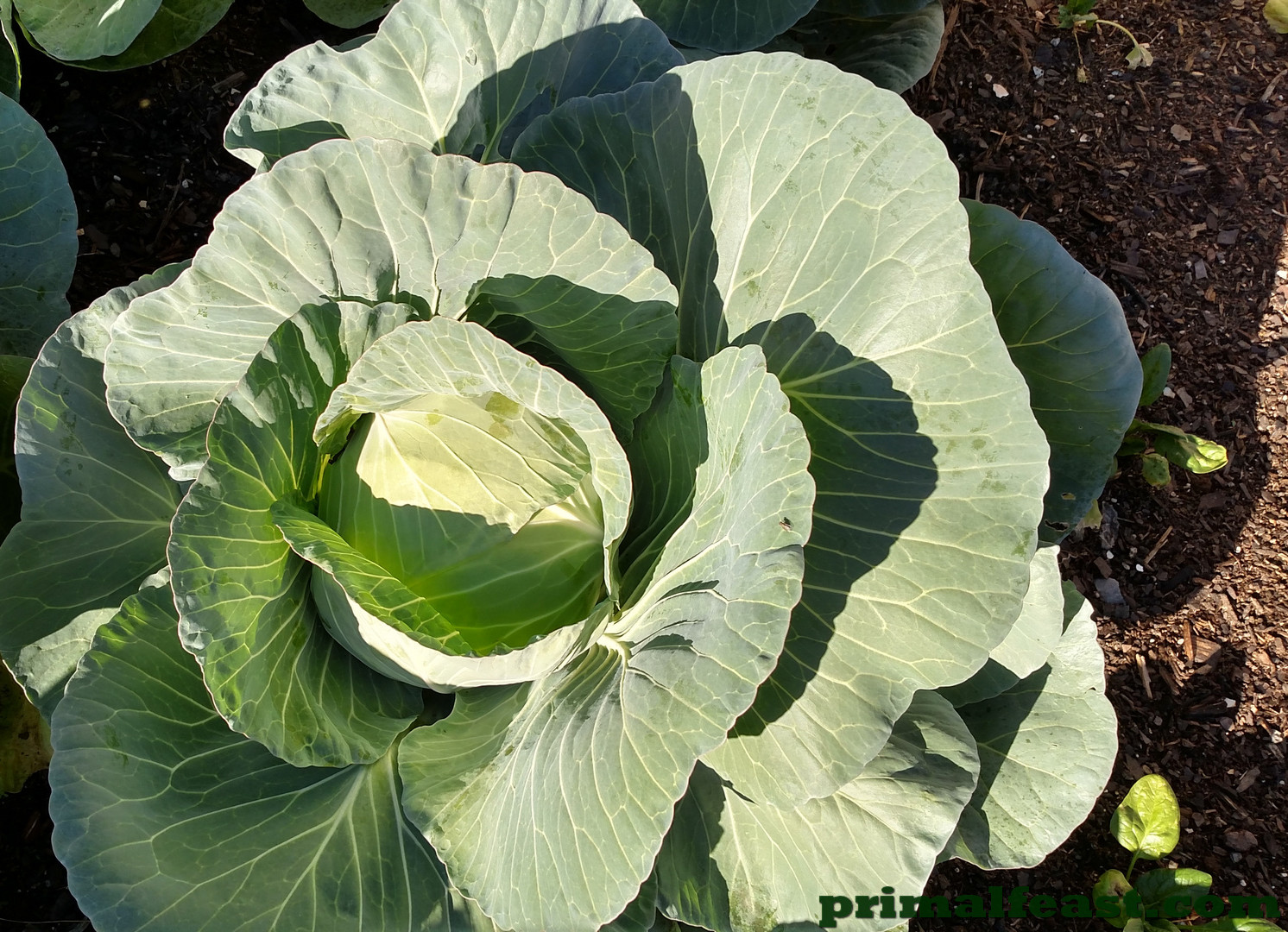 2015-1217-cabbage-002-e1454266143631.jpg