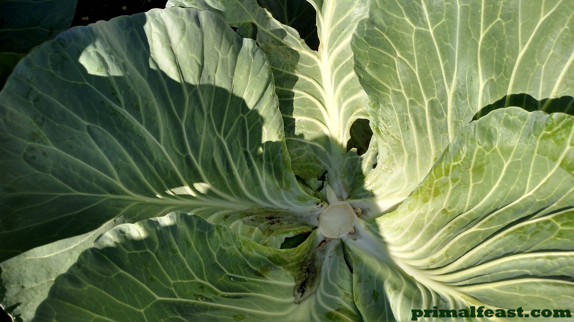 2015-1217-cabbage-007.jpg