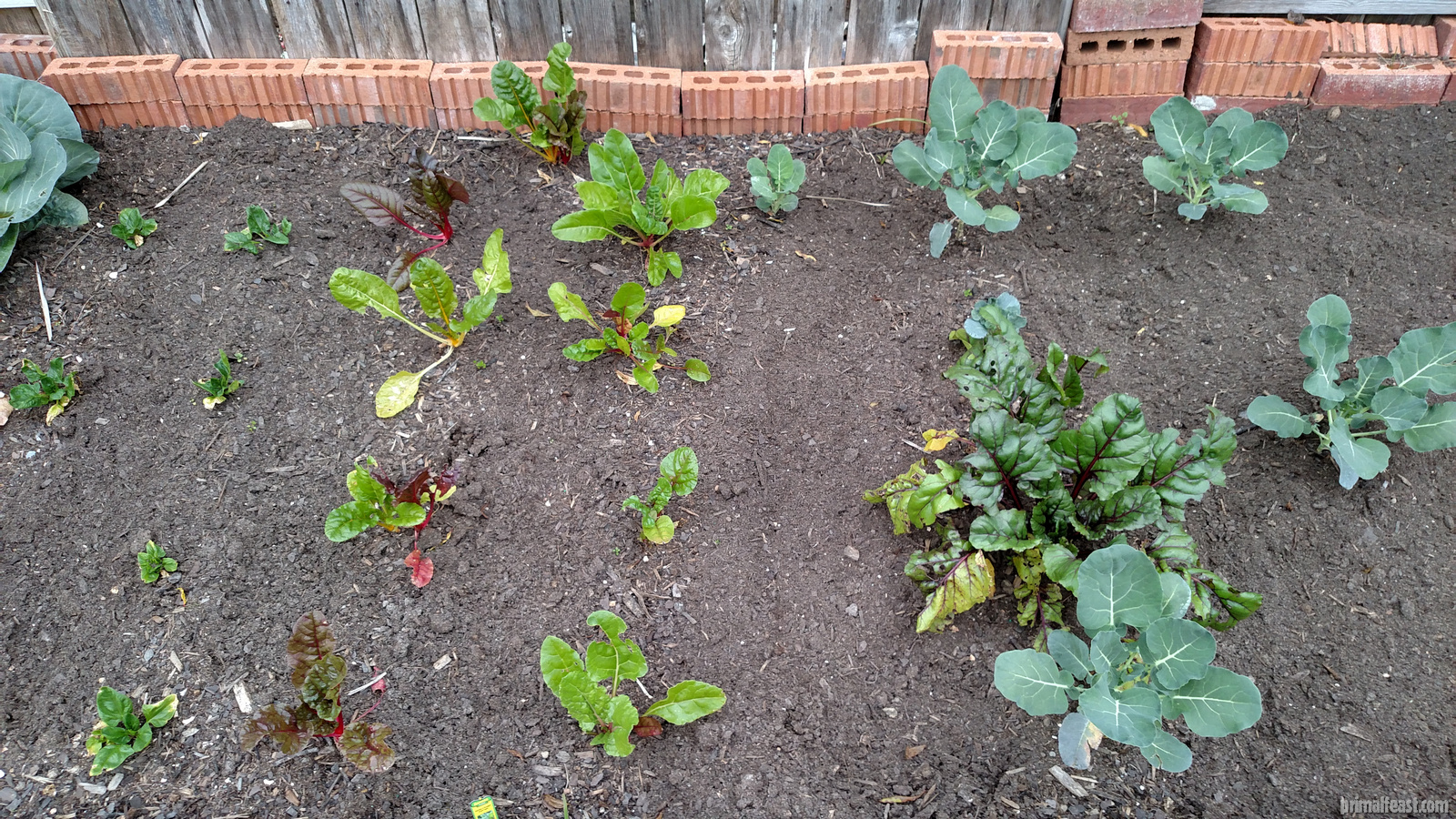 2016-0120-garden-3-001.jpg