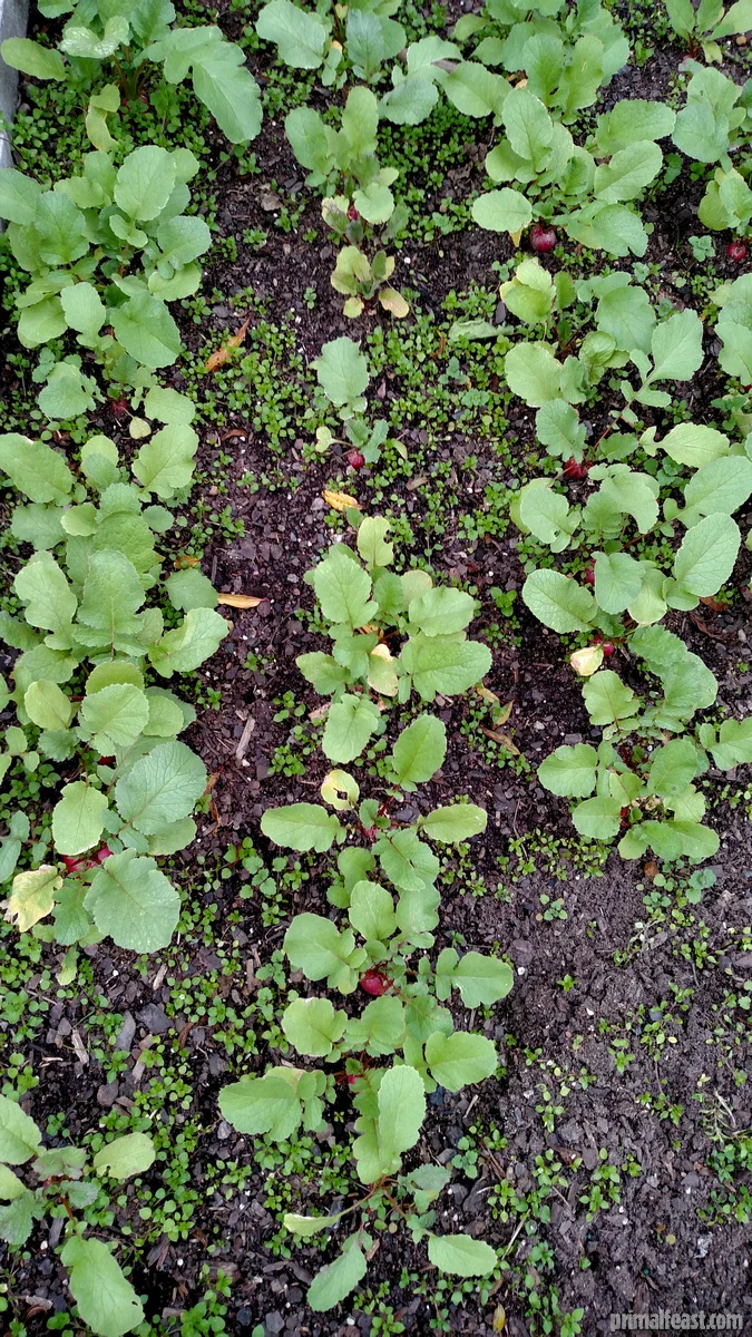 2016-0120-radish-garden-2-002.jpg