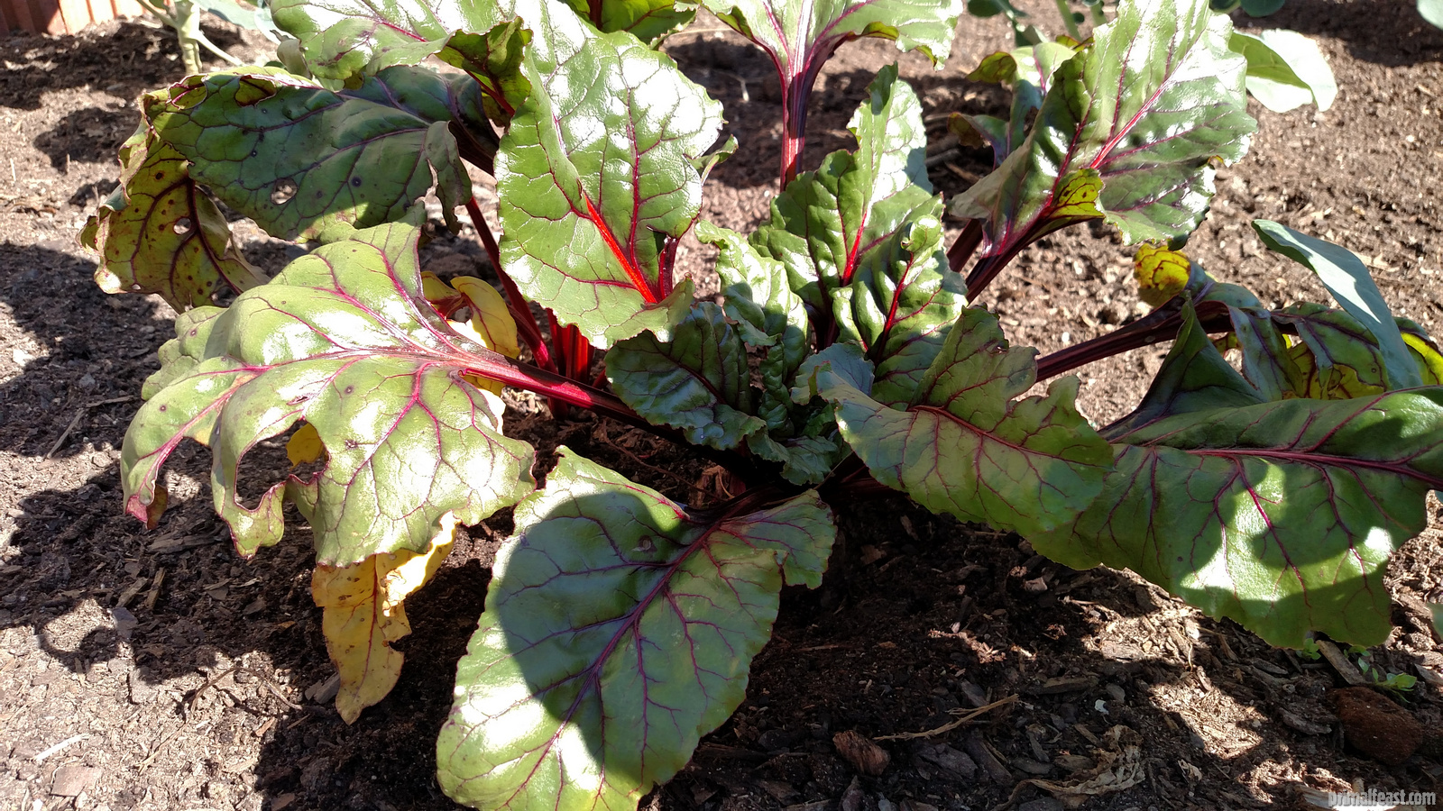 2016-0205-beet-001.jpg