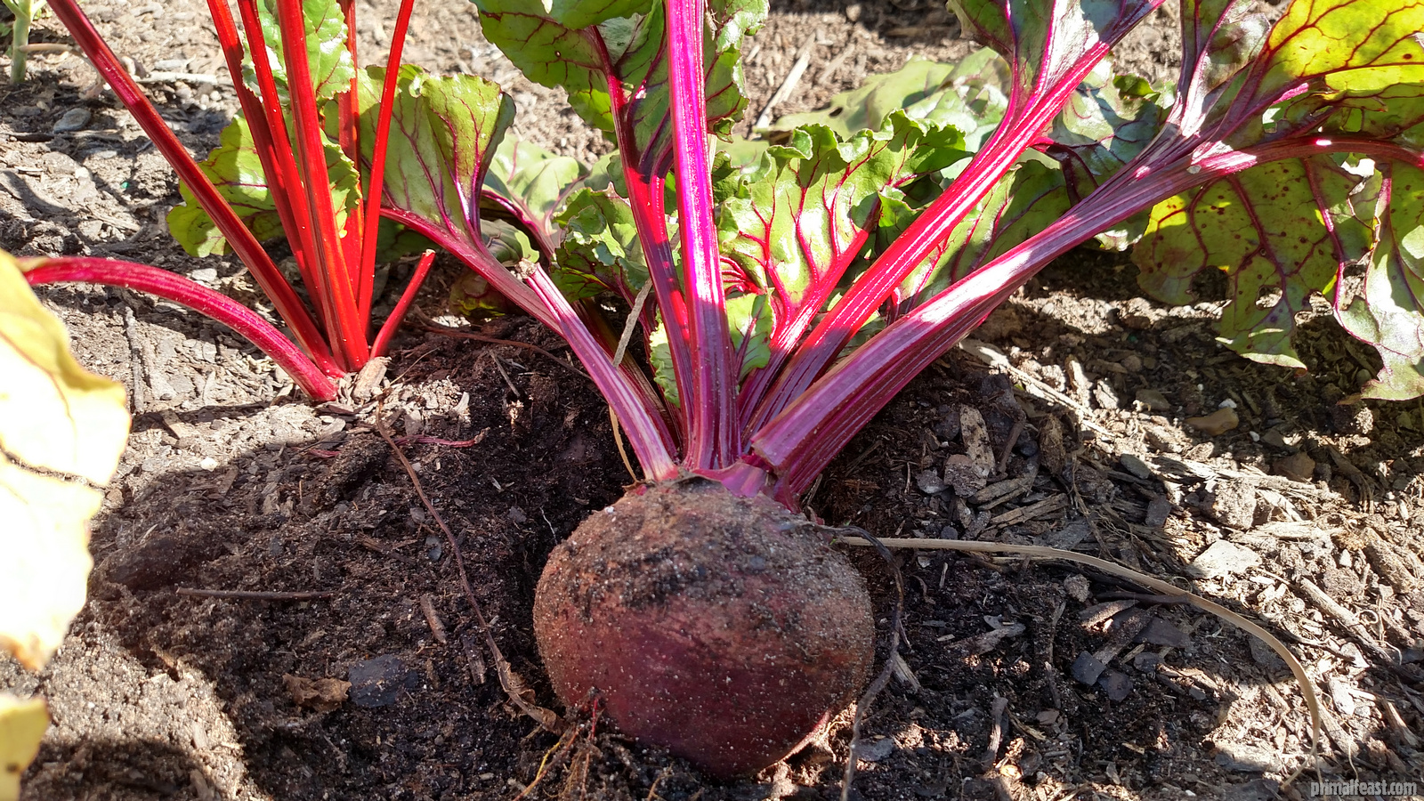 2016-0205-beet-002.jpg