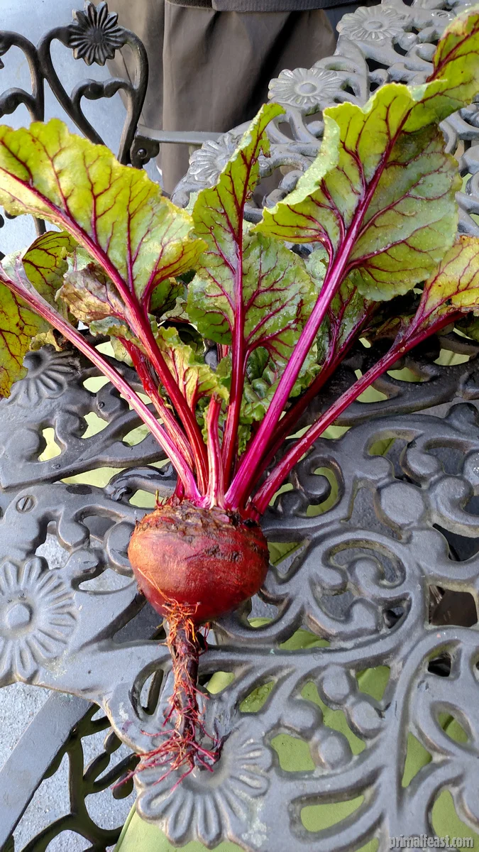 2016-0205-beet-003.jpg