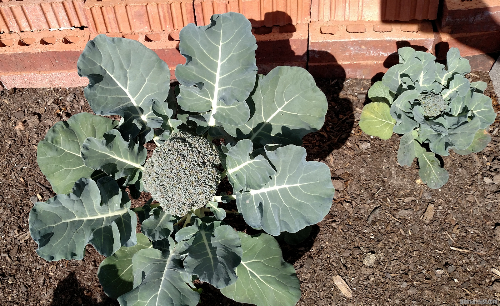 2016-0218-broccoli-garden-3-001.jpg