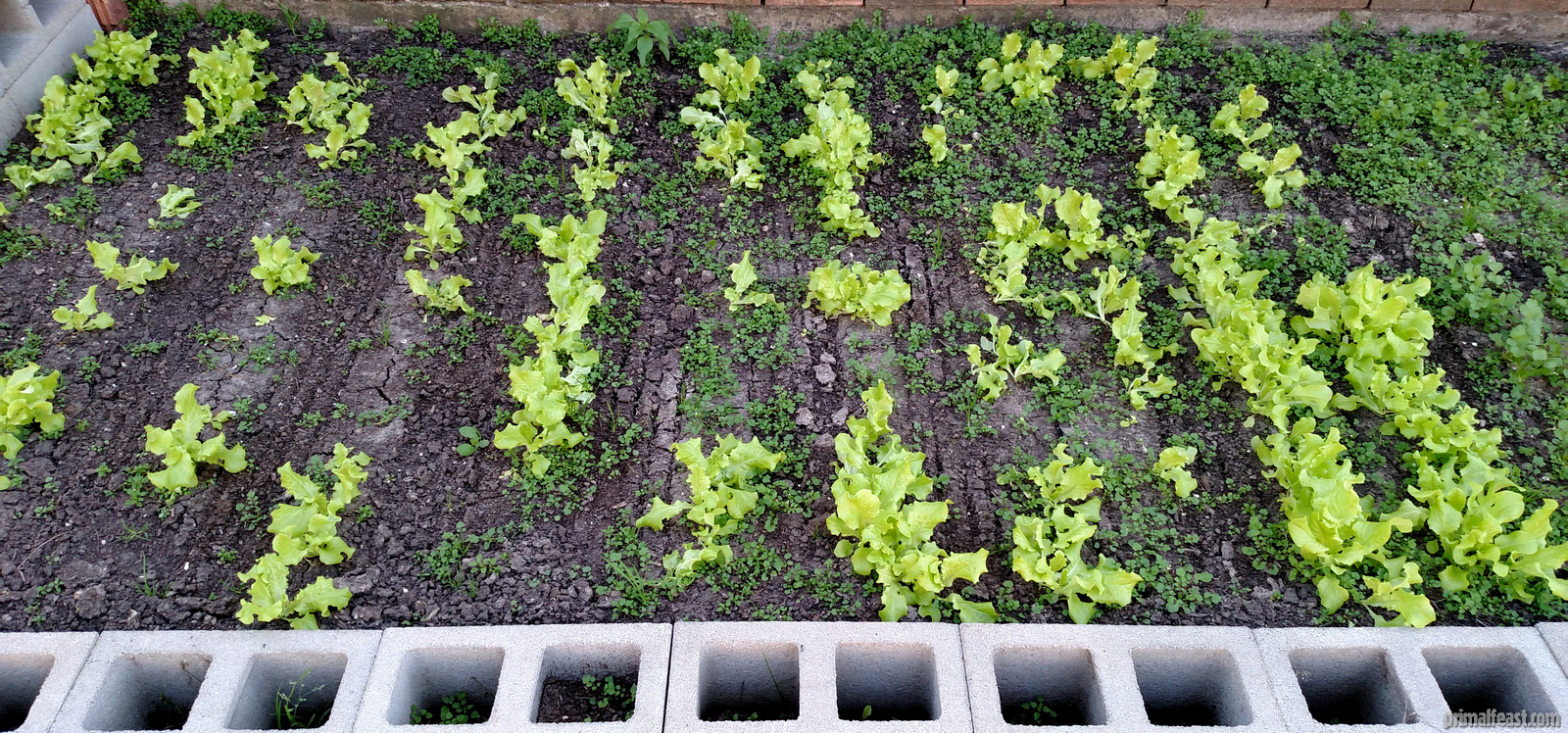2016-0218-garden-1-002.jpg