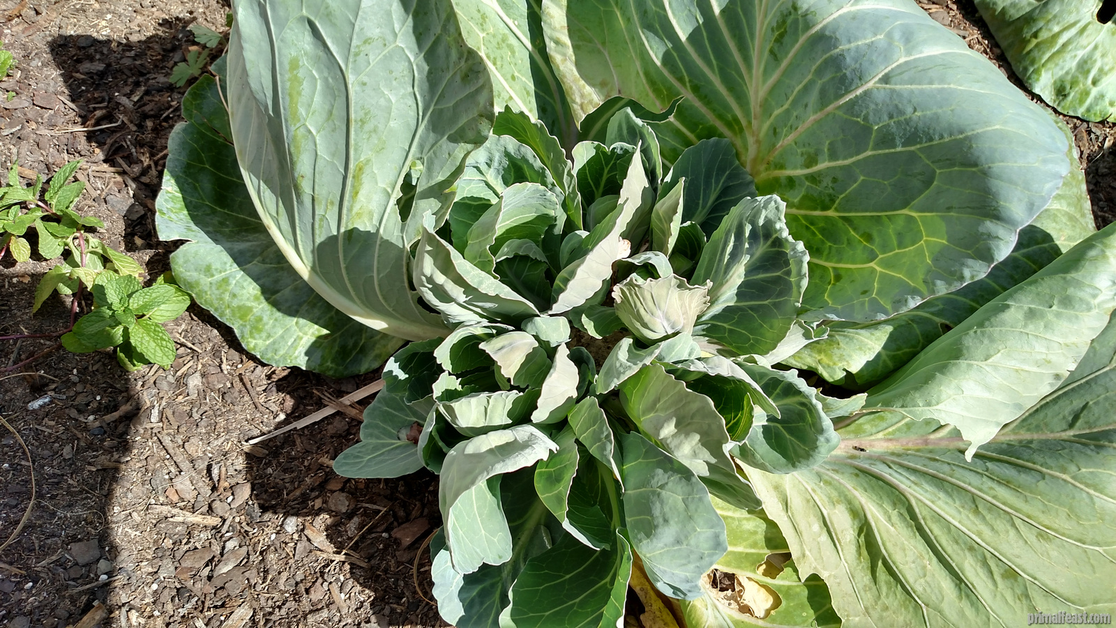 2016-0218-cabbage-garden-3-004.jpg