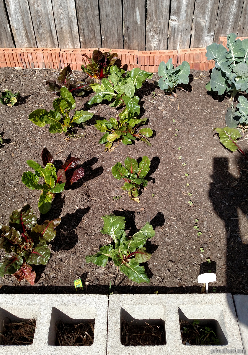 2016-0218-garden-3-003.jpg