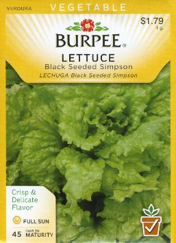 lettuce-black-seeded-simpson.jpg