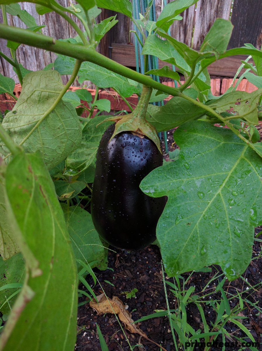 2016-0828-eggplant-001.jpg