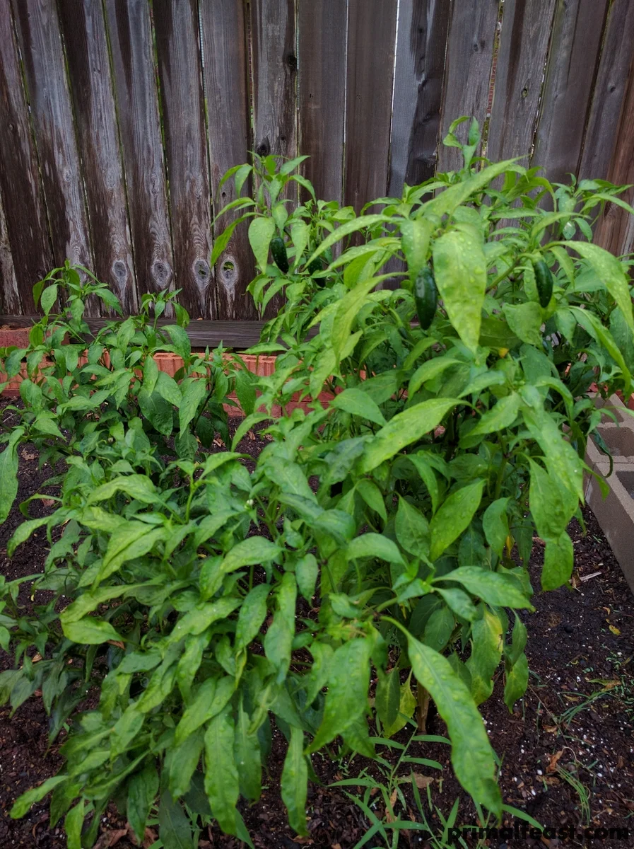 2016-0828-gardens-002.jpg