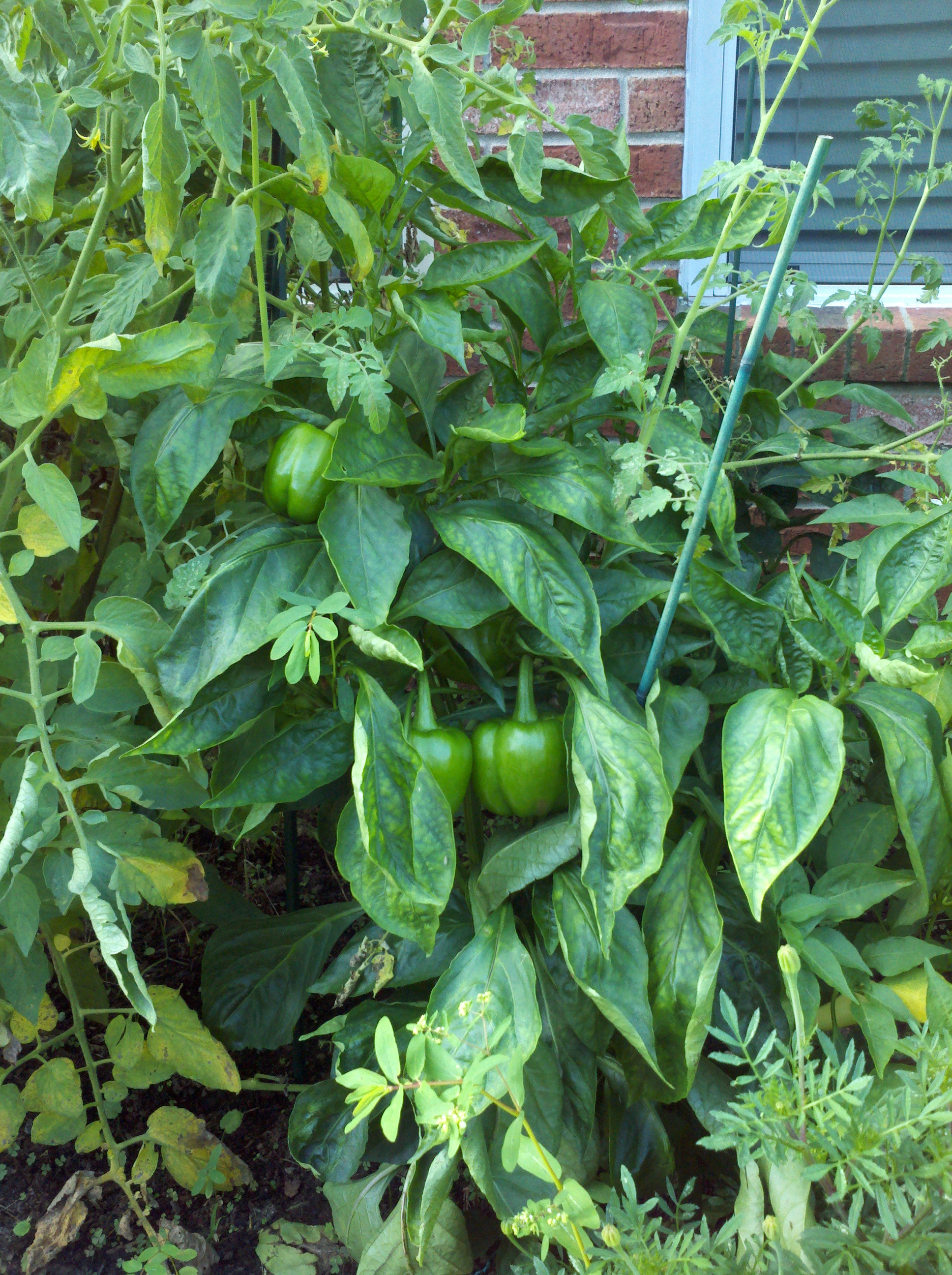 2012 0720 005.jpg