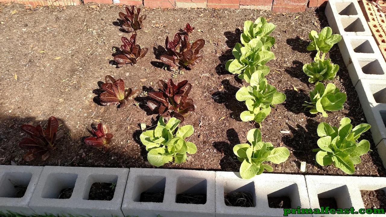 2015 1017 garden 3 005.jpg
