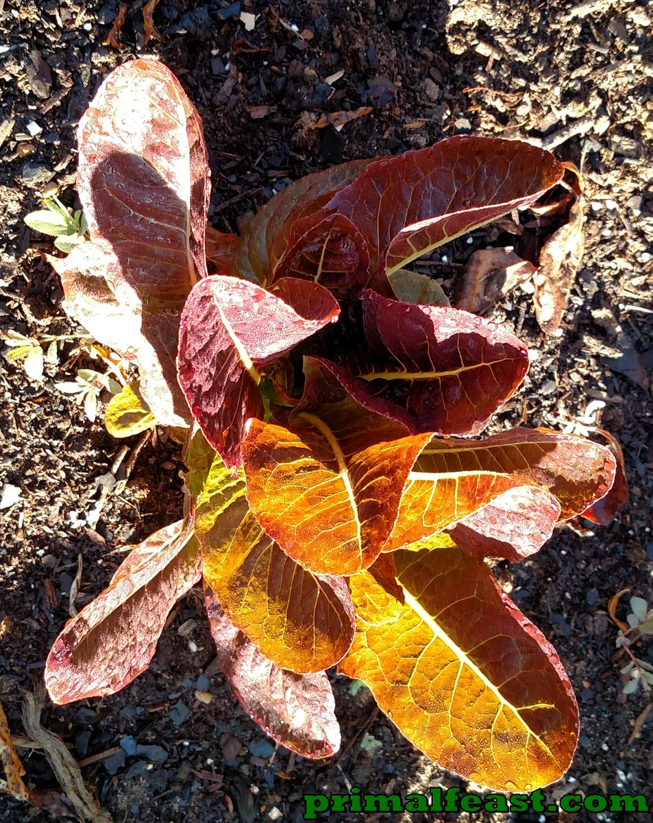 2015 1015 garden 3 005.jpg
