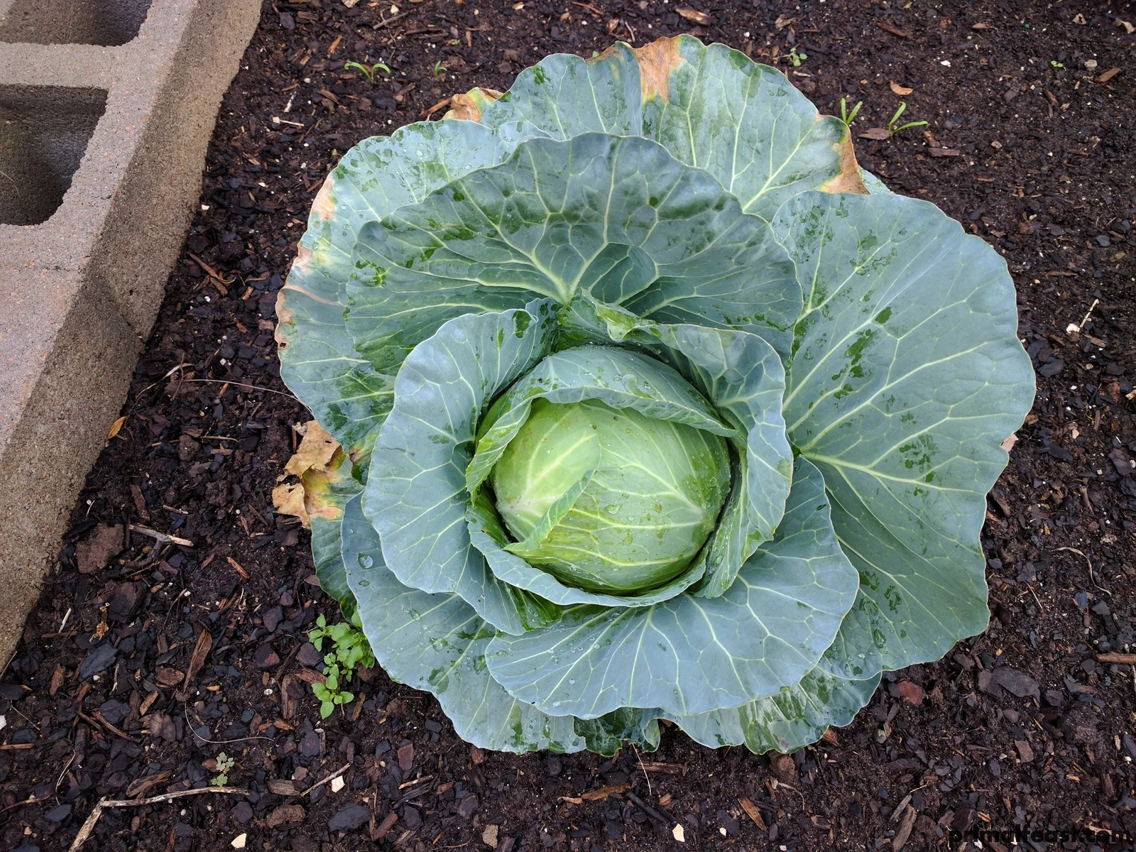 2017 0116 cabbage 001.jpg