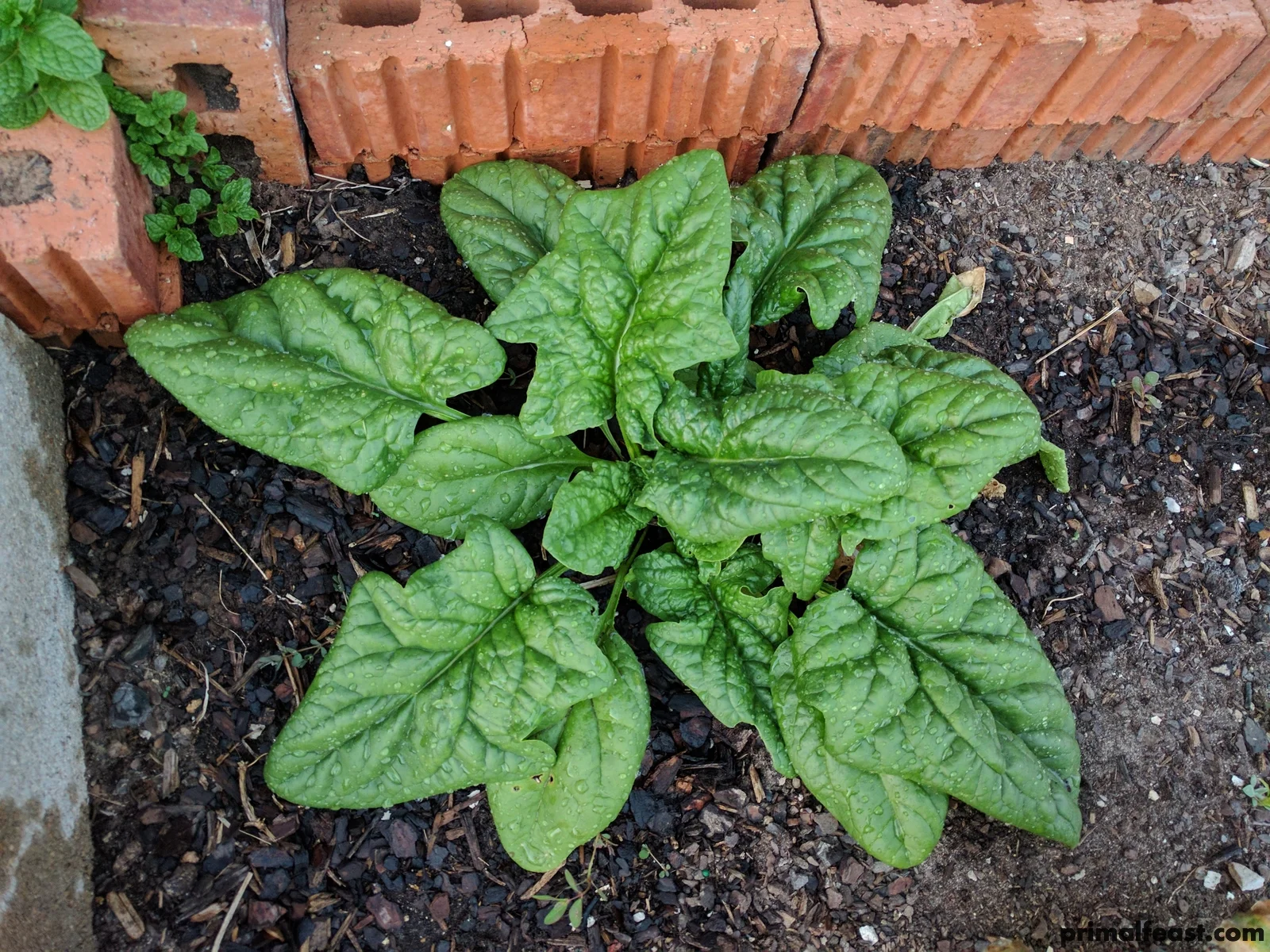 2017 0227 spinach 001.jpg