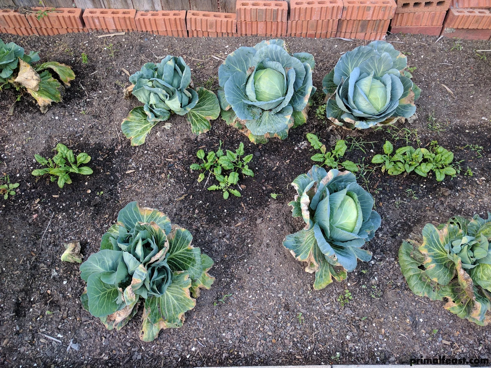 2017 0315 garden #3 002.jpg