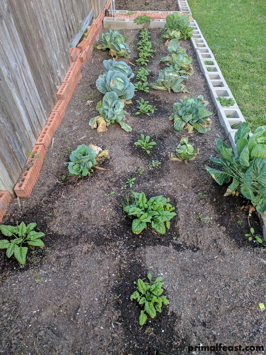 2017 0315 garden #3 006.jpg