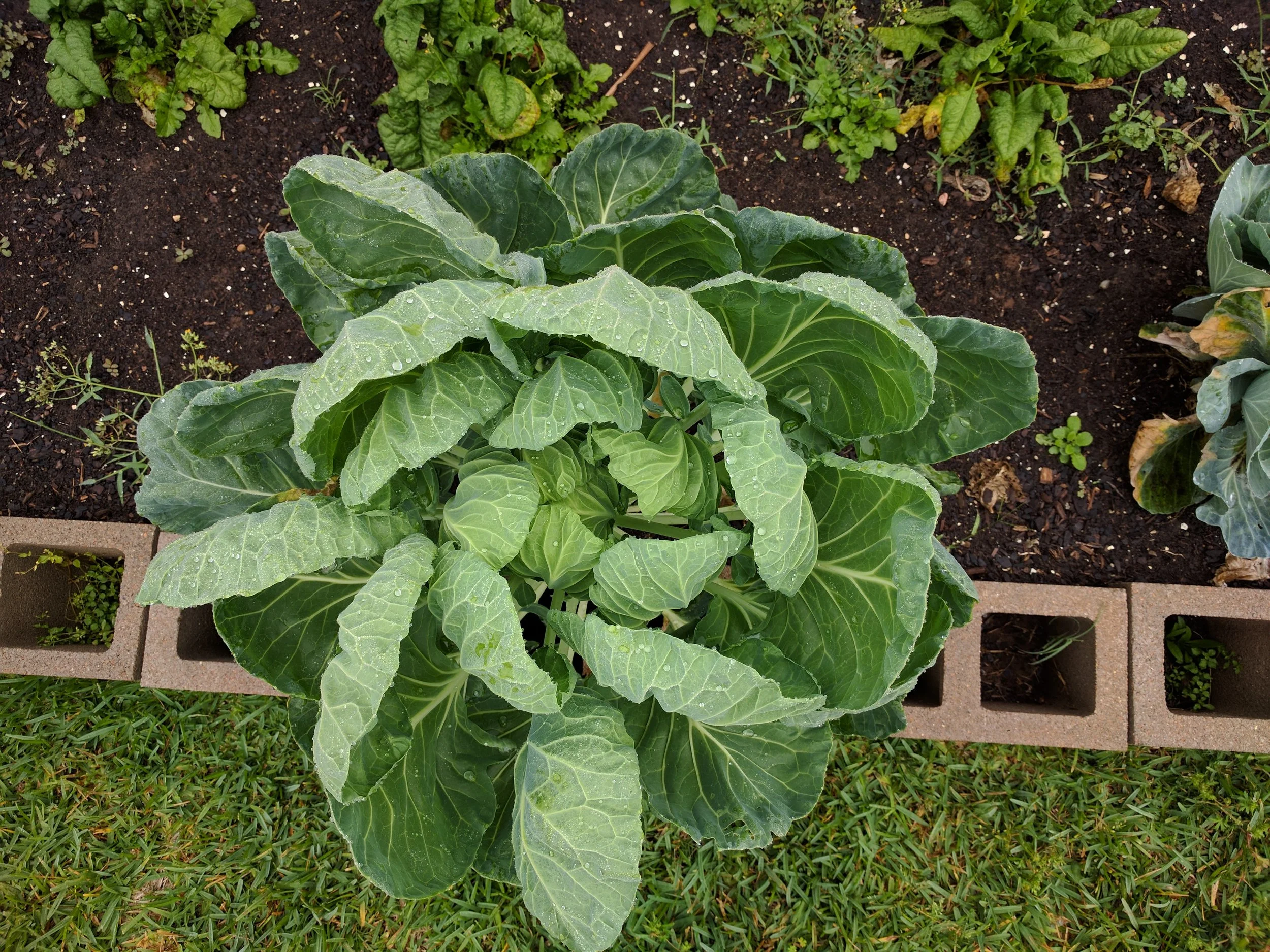 2017 0412 brussels sprouts 003.jpg