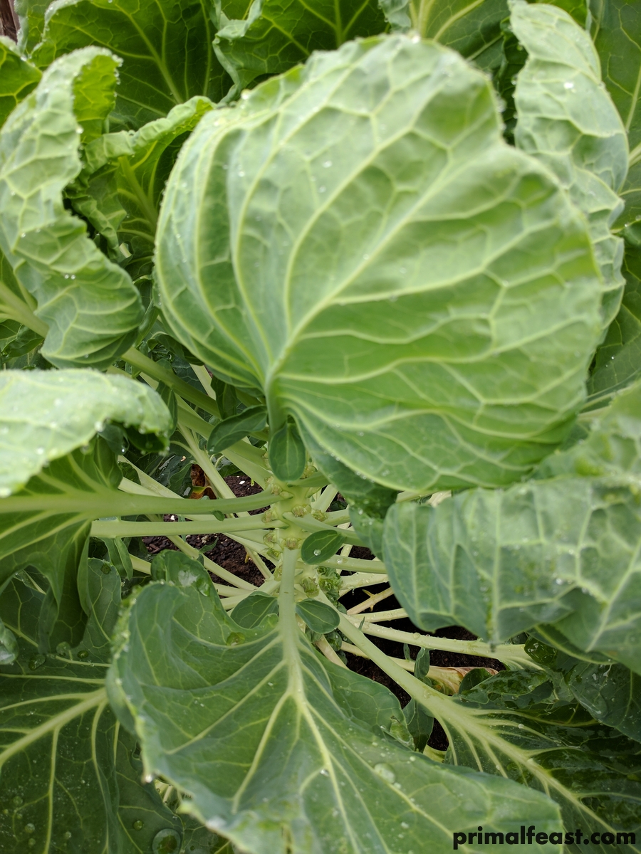 2017 0412 brussels sprouts 002.jpg