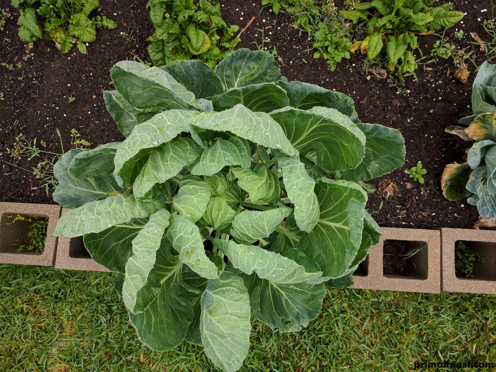 2017 0412 brussels sprouts 003.jpg