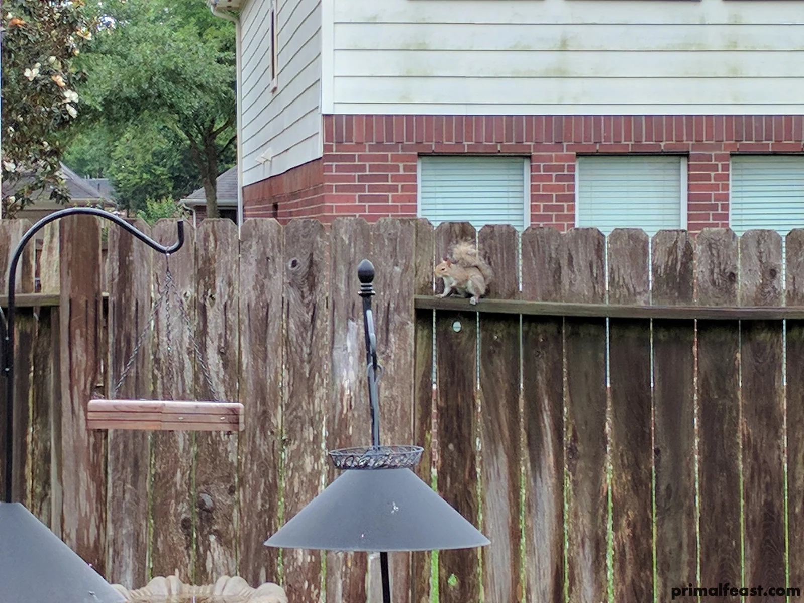 2017 0412 squirrel.jpg