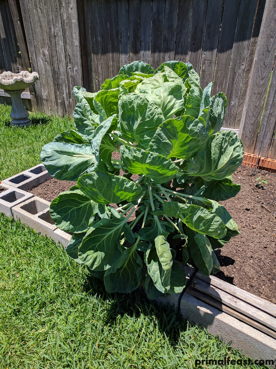2017 0523 brussels sprouts 001.jpg