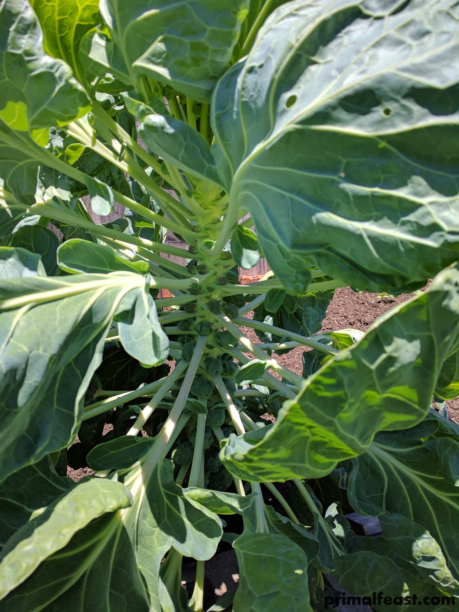 2017 0523 brussels sprouts 004.jpg