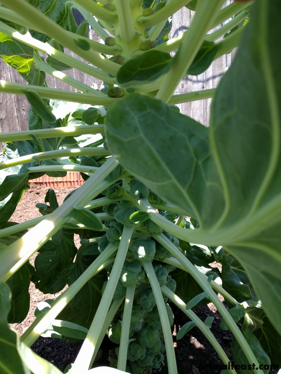 2017 0523 brussels sprouts 005.jpg