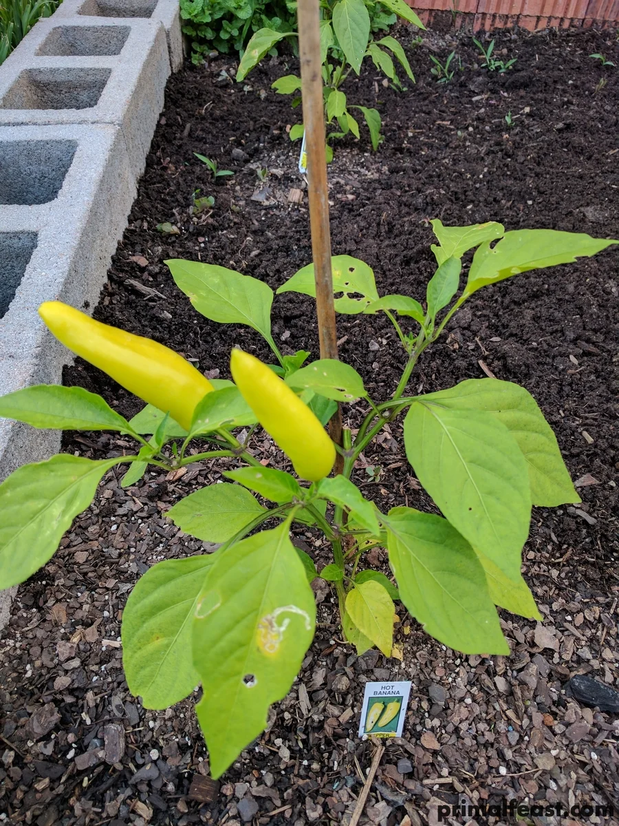 2017 0606 spring garden 001.jpg