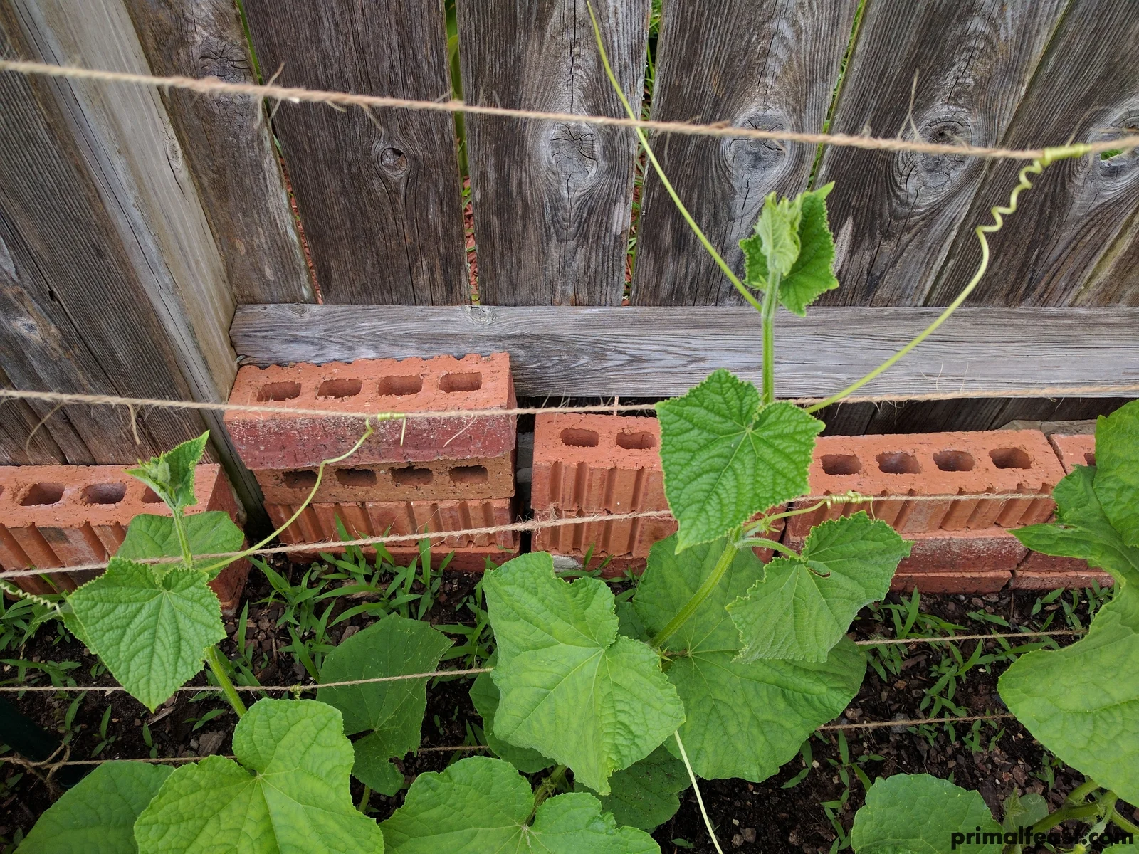 2017 0606 spring garden 005.jpg