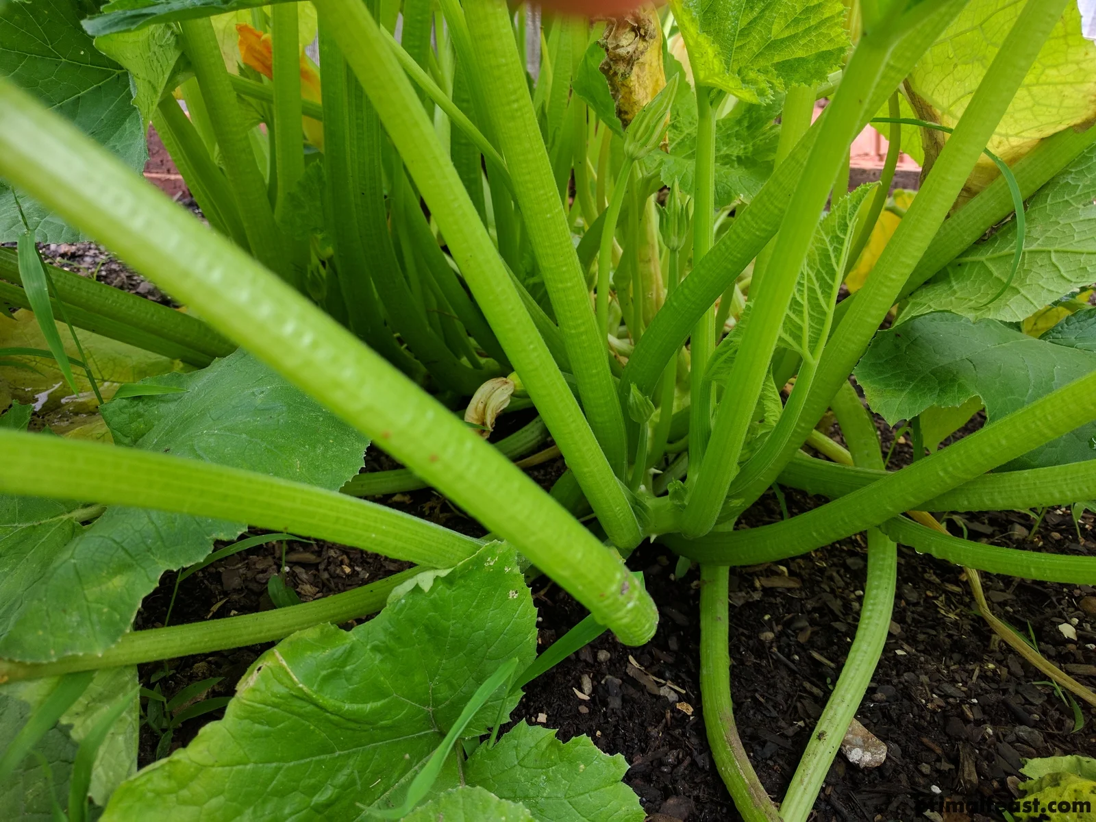 2017 0615 spring garden 007.jpg