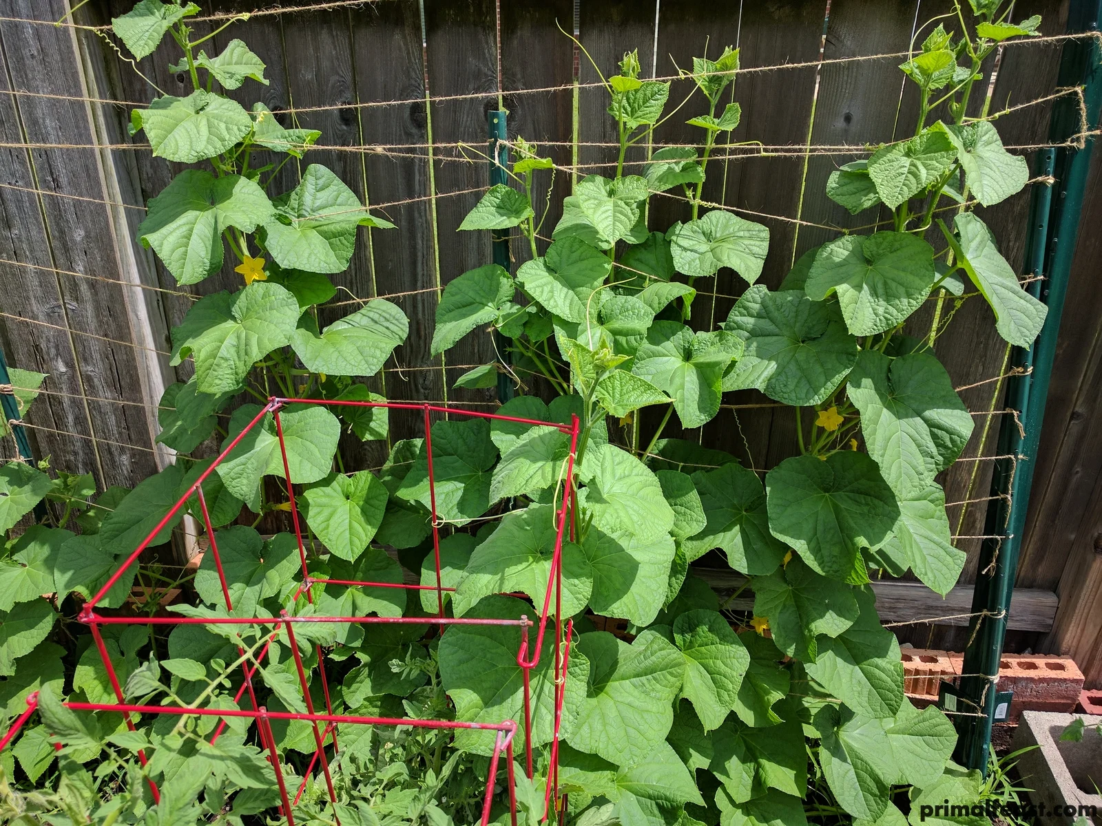 2017 0618 spring garden 004.jpg