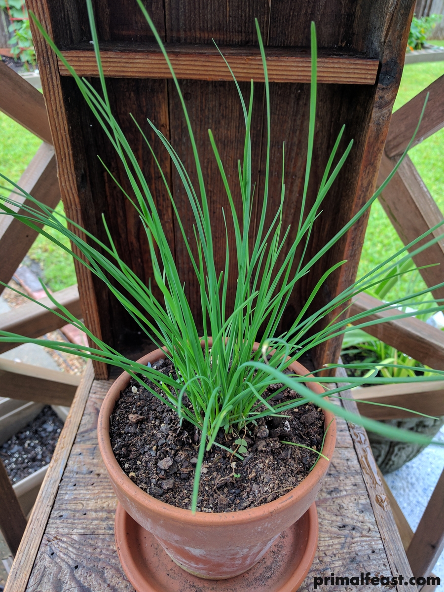 2017 0622 spring garden 004.jpg
