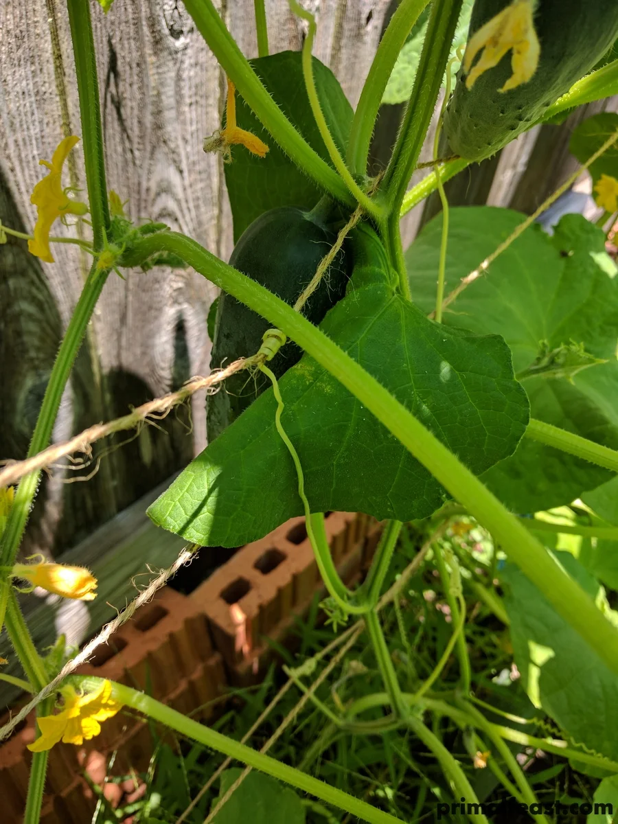 2017 0623 spring garden 001.jpg