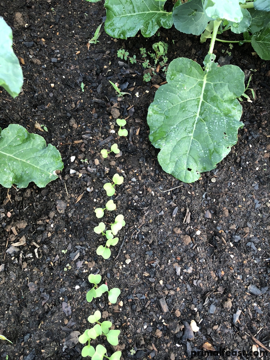 2017 1020 fall garden 004.jpg