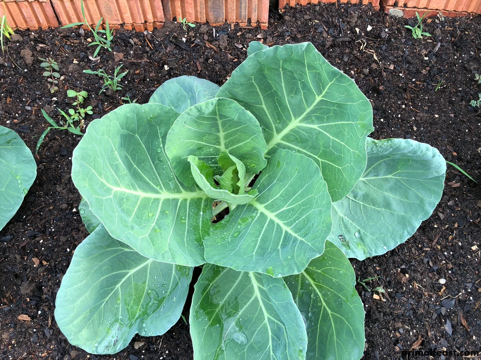 2017 1020 fall garden 005.jpg