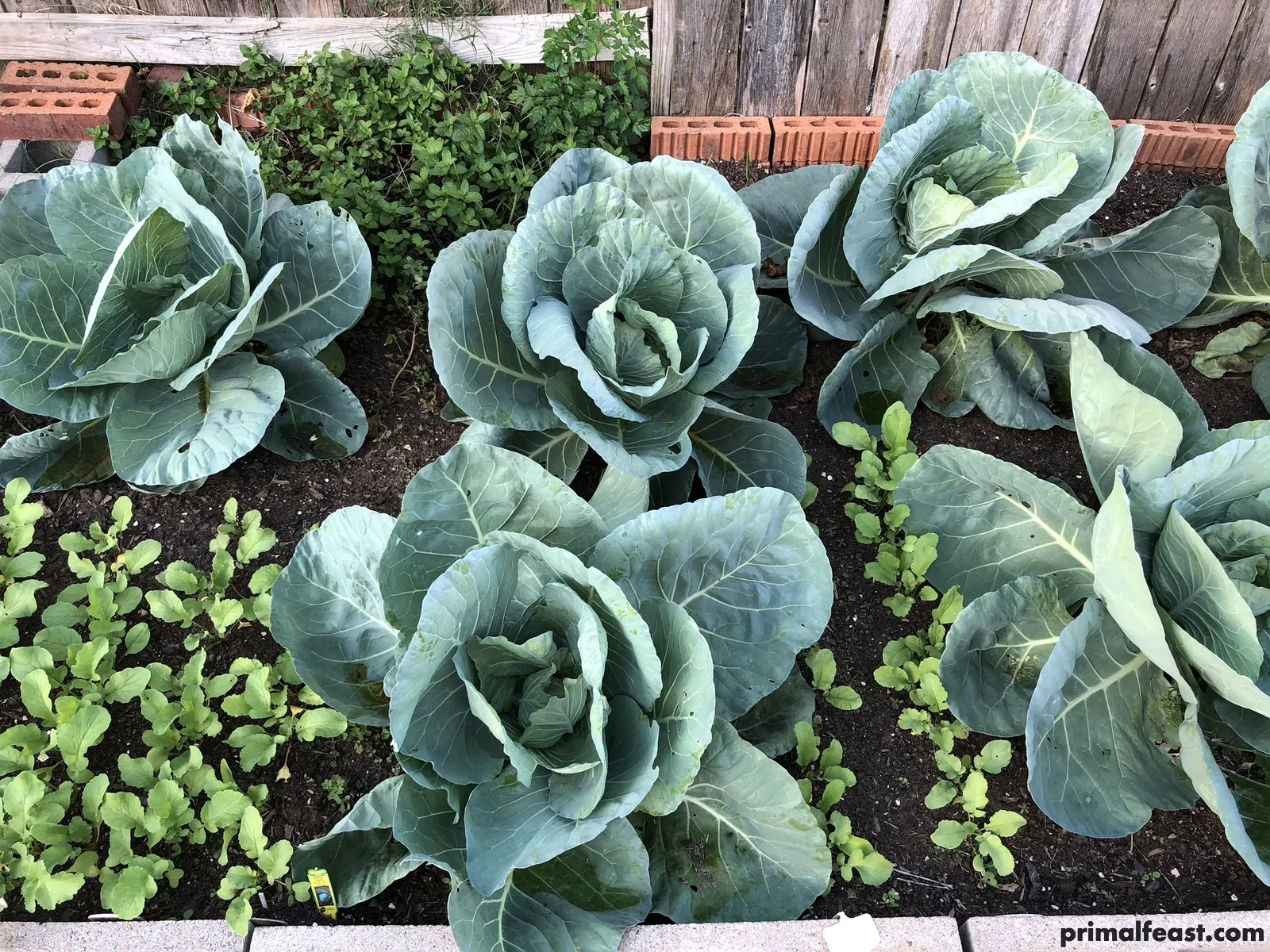 2017 1106 fall garden 001.jpg