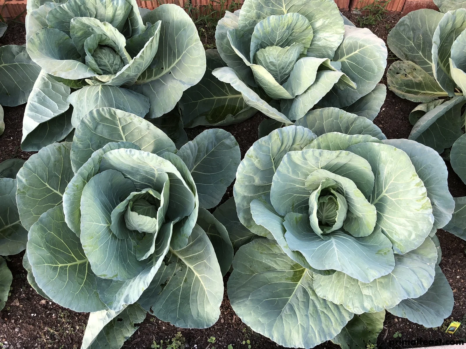 2017 1106 fall garden 002.jpg