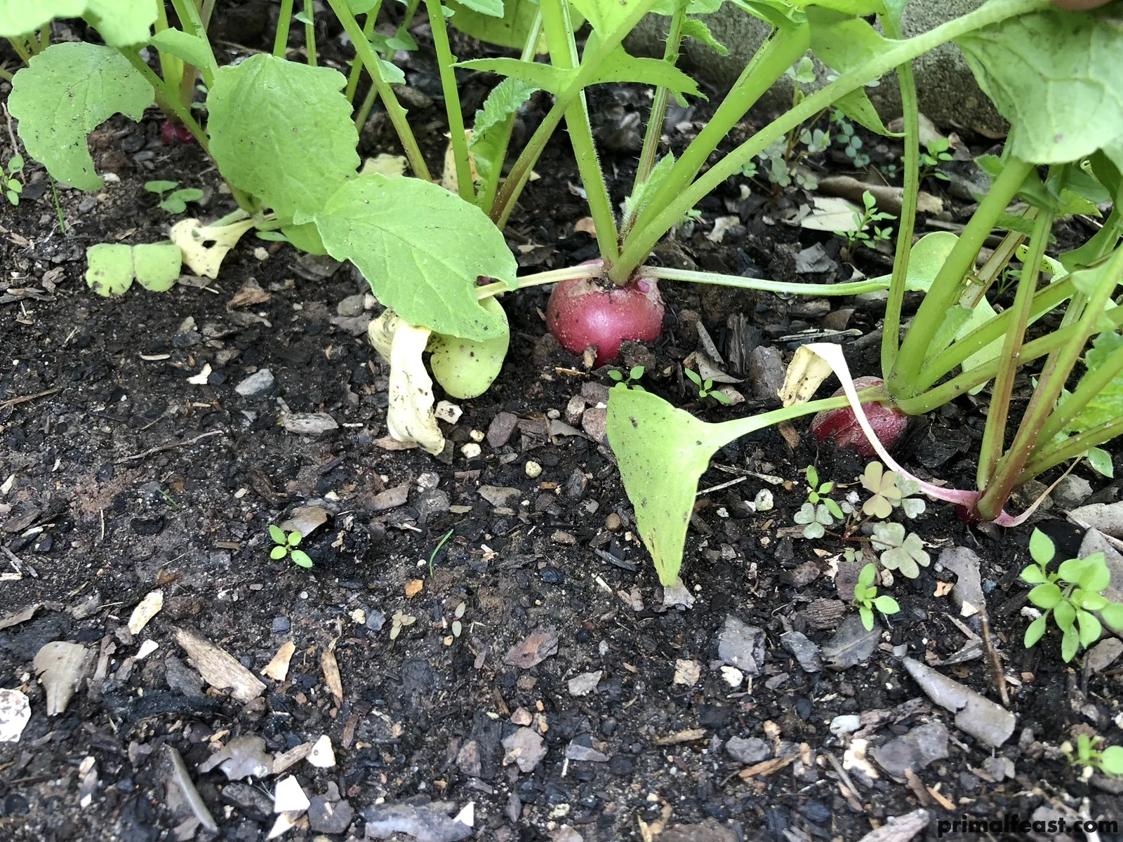 2017 1110 fall garden 001.jpg