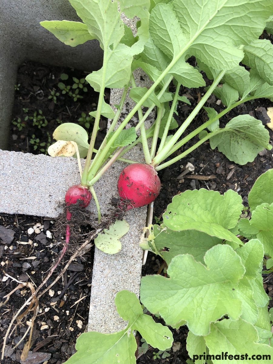 2017 1110 fall garden 003.jpg