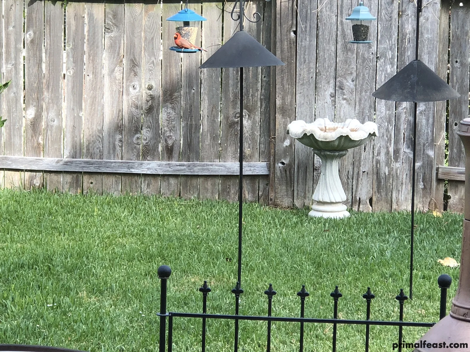 2017 1120 cardinal.jpg