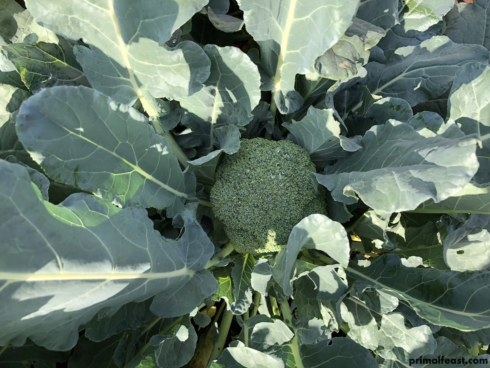 2017 1122 broccoli 002.jpg