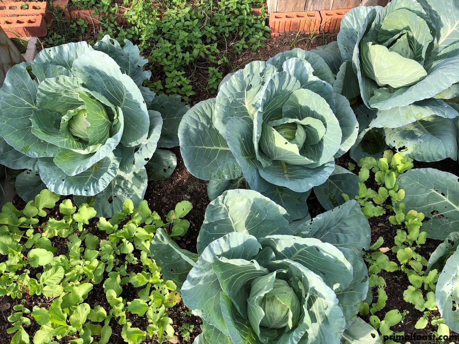 2017 1122 cabbage 001.jpg