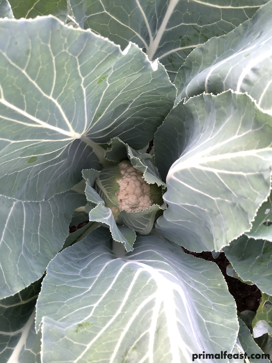 2017 1201 broccoli cabbage cauliflower 002.jpg