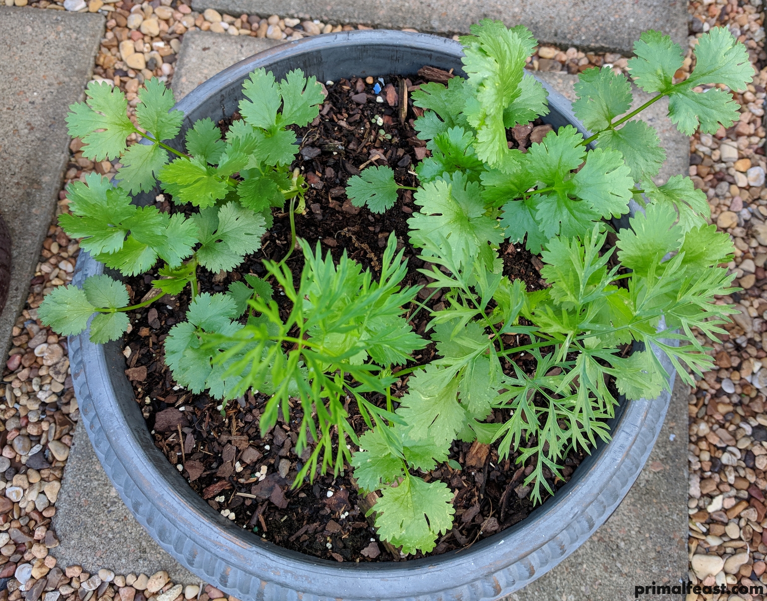 2018 0404 cilantro.jpg