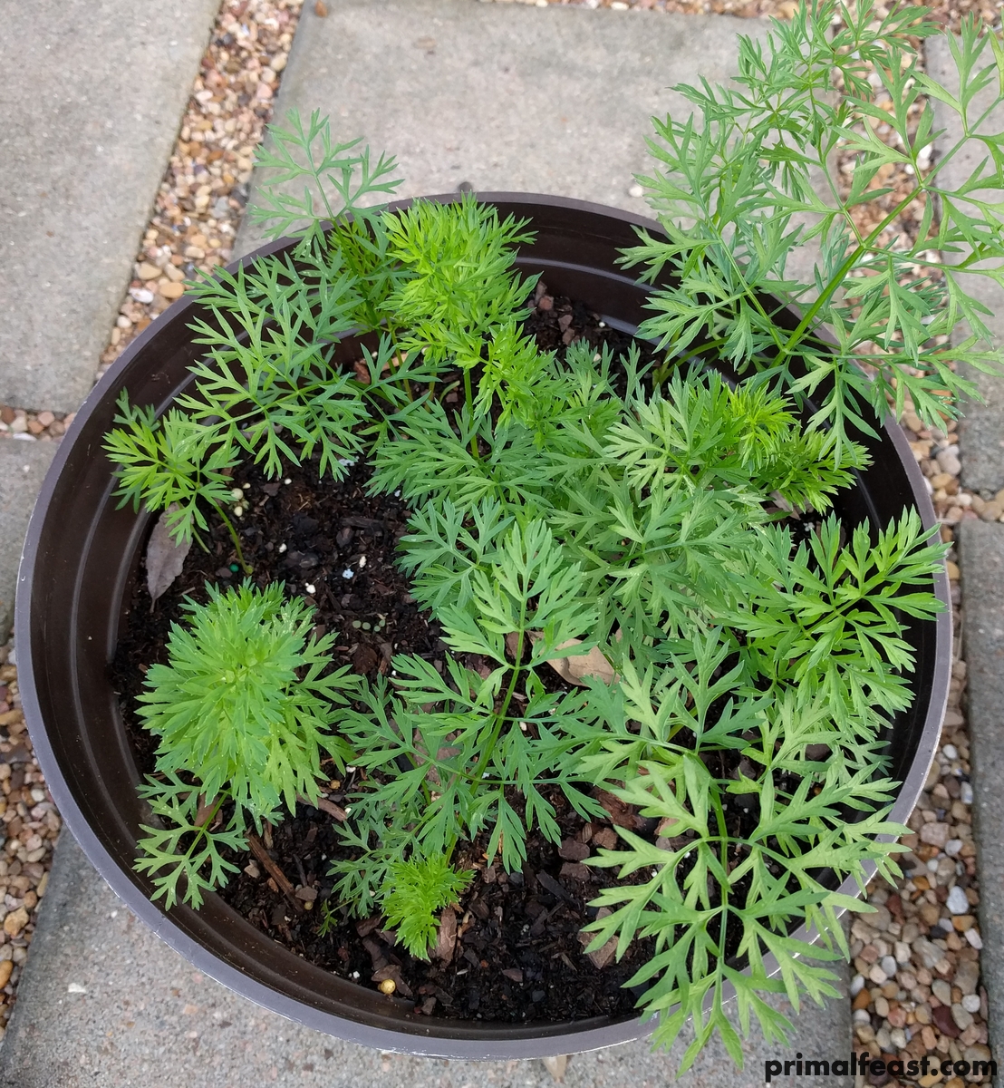 2018 0404 carrots.jpg